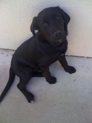 BlackmonthPuppyforsale